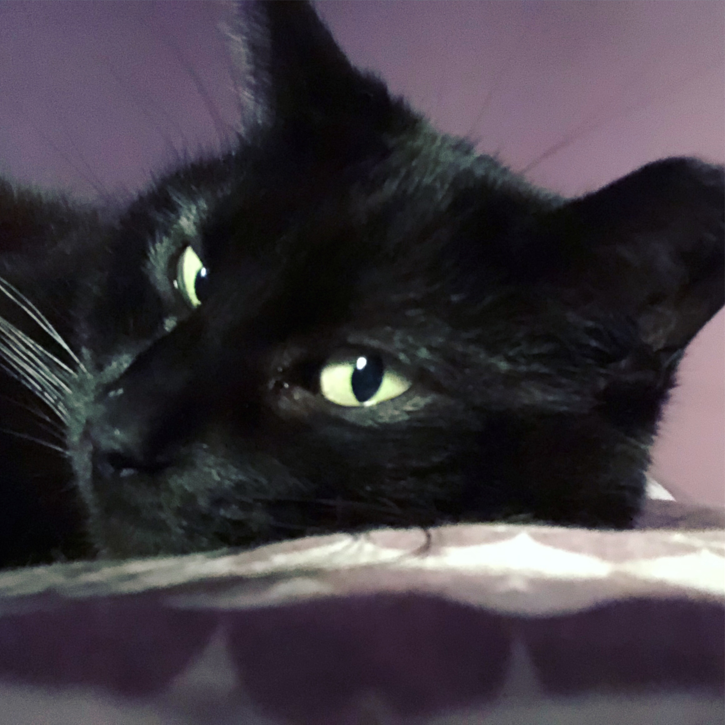 Black cat head with yellow eyes on mauve background lying on a bed